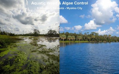 Aquatic Weed & Algae Control Services in Bradenton, Sarasota & Myakka City, FL