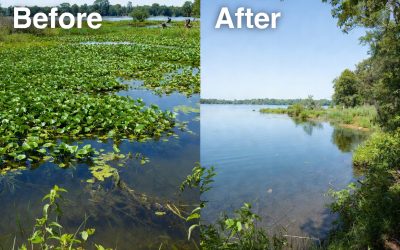 Invasive Species Management in Florida: Protect Your Lakes, Ponds & Wetlands