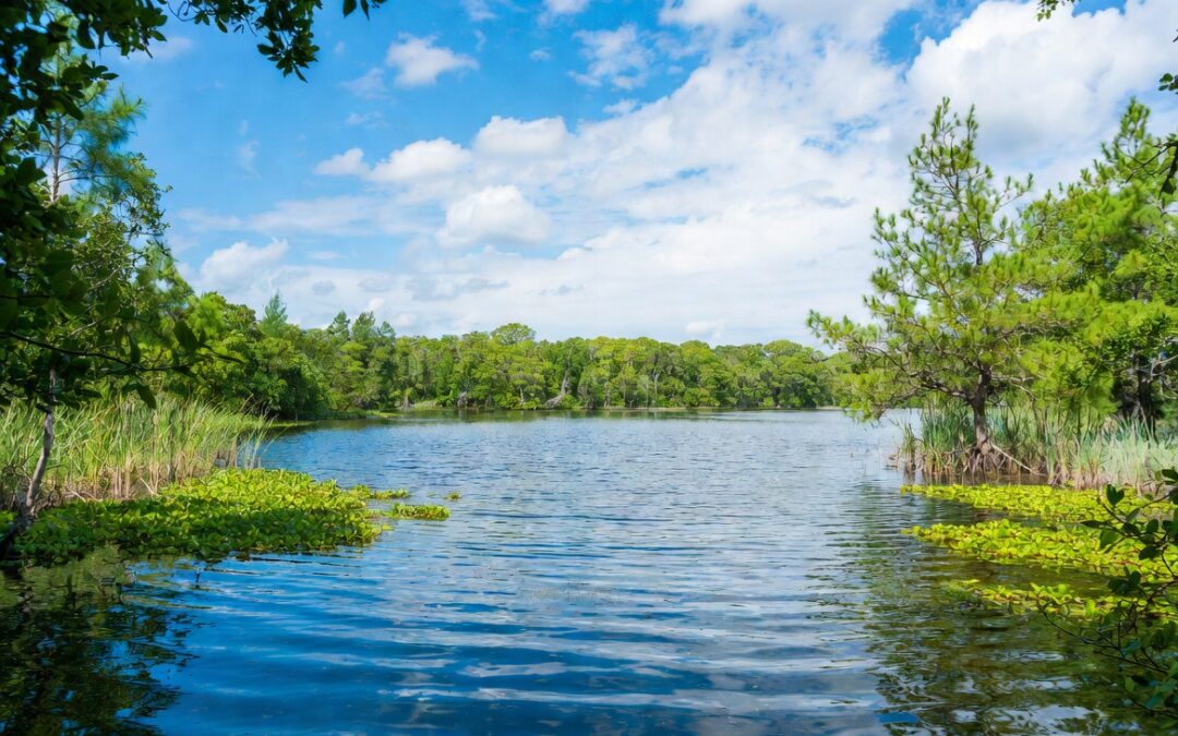 Lake and Pond Cleaning Services
